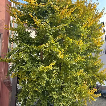 Cilantro Przy Starym Rynku Lejlighed